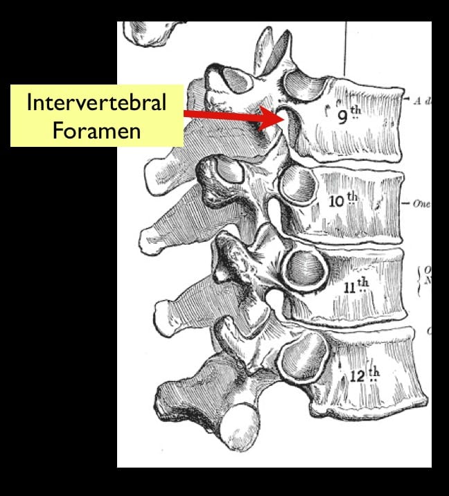 c7 vertebrae