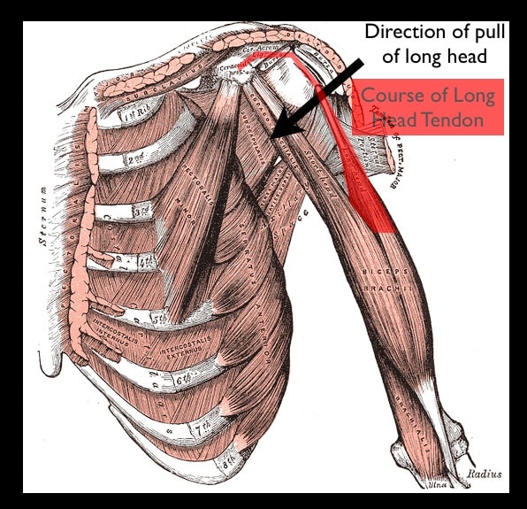 What muscles attach to the coracoid process?