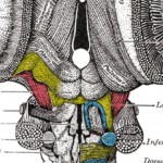 Cranial Nerve Featured