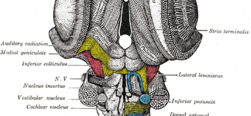 Cranial Nerve Featured