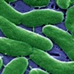 Vibrio Featured