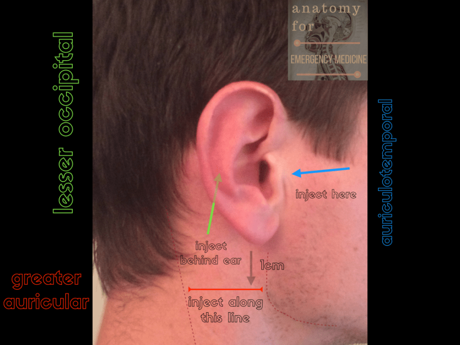 045 Sensory Innervation of the Ear Emergency Medicine Ireland