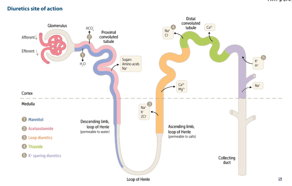 Tasty Morsels of Critical Care 062 Diuretics Emergency Medicine Ireland